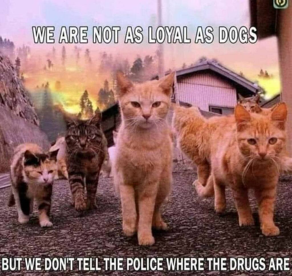 narcodogs.jpeg